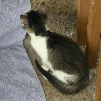 Ernie Bunn -  Domestic Short Hair Cat for Adoption in Eagle Mountain, Utah - Ernie Bunn | PetCurious