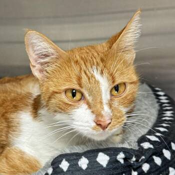 Daisy -  Domestic Short Hair Cat for Adoption in Falmouth, Massachusetts - Daisy | PetCurious