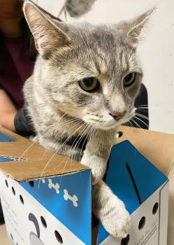 Hobbes -  Domestic Short Hair Cat for Adoption in Nashville, Tennessee - Hobbes | PetCurious