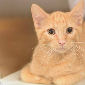 Sawyer - Petsmart Belleville -  Domestic Short Hair Cat for Adoption in Belleville, Illinois - Sawyer - Petsmart Belleville | PetCurious