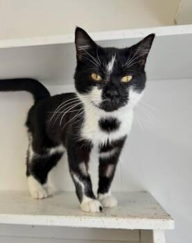 Domestic Short Hair Cats Available for Adoption in Maple Ridge, British Columbia - Huckleberry | PetCurious