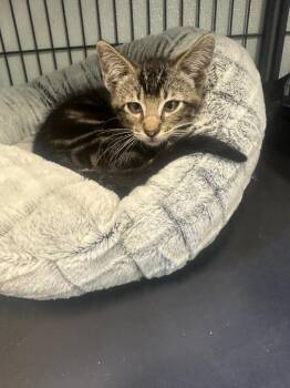 Stratton -  Domestic Short Hair Cat for Adoption in Rock Springs, Wyoming - Stratton | PetCurious