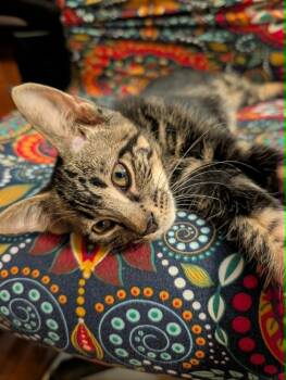 Raina -  Domestic Short Hair Cat for Adoption in Oviedo, Florida - Raina | PetCurious