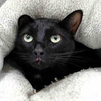 Rescue Domestic Short Hair Cats for Adoption in Michigan City, Indiana - Norman | PetCurious