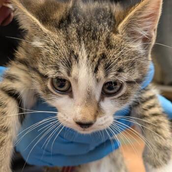 Anemone -  Domestic Short Hair Cat for Adoption in South Burlington, Vermont - Anemone | PetCurious