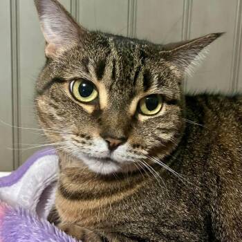 Domestic Short Hair Cats Available for Adoption in Warr Acres, Oklahoma - Delilah | PetCurious