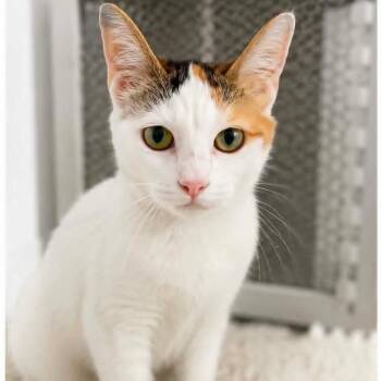 Mary -  Calico Cat for Adoption in Grand Rapids, Michigan - Mary | PetCurious