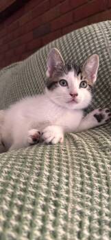 Drogon -  Domestic Medium Hair Cat for Adoption in Ontario, New York - Drogon | PetCurious