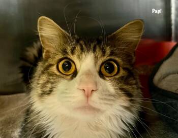 Rescue Domestic Short Hair Cats for Adoption in Windsor, Connecticut - Papi | PetCurious