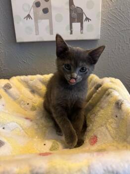 Jack Jack -  Russian Blue and Domestic Short Hair Cat for Adoption in Dallas, Texas - Jack Jack | PetCurious