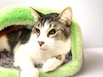 Domestic Short Hair Cats Available for Adoption in Fort Lauderdale, Florida - GRAYSON | PetCurious
