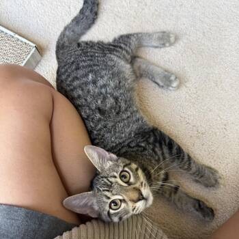 Finn C70402 -  Domestic Short Hair Cat for Adoption in Minnetonka, Minnesota - Finn C70402 | PetCurious