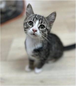 Turkey -  Domestic Short Hair Cat for Adoption in Eugene, Oregon - Turkey | PetCurious