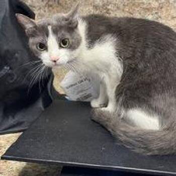 Lady Whiskerbell -  Domestic Short Hair Cat for Adoption in Dickinson, Texas - Lady Whiskerbell | PetCurious