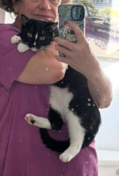 Rescue Domestic Short Hair Cats for Adoption - Harlequin | PetCurious