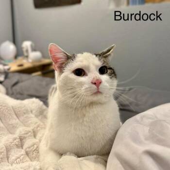 Domestic Short Hair Cats Available for Adoption - Burdock | PetCurious