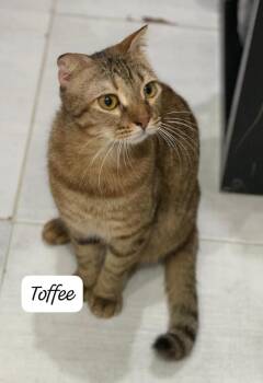 Toffee -  Scottish Fold Cat for Adoption in San Jacinto, California - Toffee | PetCurious
