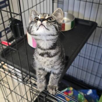 Domestic Short Hair Cats Available for Adoption in Spokane, Washington - Wren | PetCurious