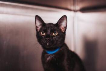 Domestic Short Hair Cats Available for Adoption in North Charleston, South Carolina - 94100a Spaghetti- PetSmart West Ashley | PetCurious
