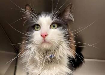 Domestic Long Hair Cats Available for Adoption in Moreno Valley, California - A550406 | PetCurious