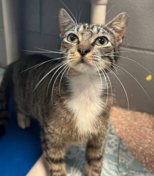 Domestic Short Hair Cats Available for Adoption in Gainesville, Texas - Lilly | PetCurious