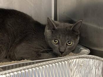 Domestic Short Hair Cats Available for Adoption in Tustin, California - MAVERICK | PetCurious