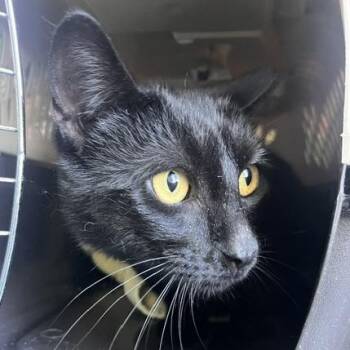 Ponzu -  Domestic Short Hair Cat for Adoption in Skokie, Illinois - Ponzu | PetCurious