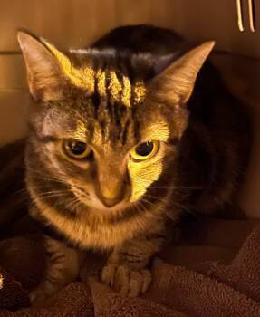 Rescue Domestic Short Hair Cats for Adoption in Thompson Falls, Montana - Dalia | PetCurious