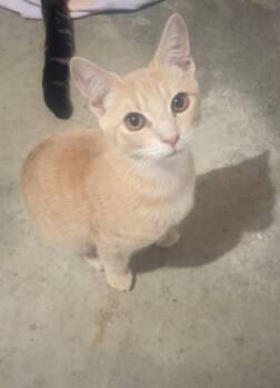 Rescue Domestic Short Hair Cats for Adoption in Saint Albans City, Vermont - Henry | PetCurious