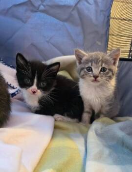 Domestic Short Hair Cats Available for Adoption in Hartsville, South Carolina - Charmin | PetCurious