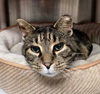 Toby -  Domestic Short Hair Cat for Adoption in Cincinnati, Ohio - Toby | PetCurious