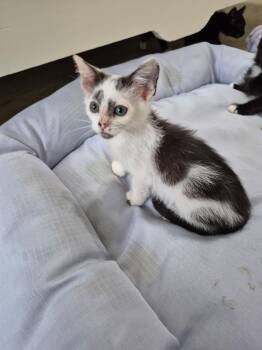 Rescue Domestic Short Hair Cats for Adoption in Philadelphia, Pennsylvania - Cozy | PetCurious