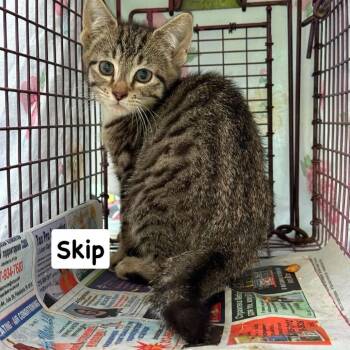 Skip -  Domestic Short Hair Cat for Adoption in Philadelphia, Pennsylvania - Skip | PetCurious
