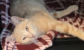 Domestic Short Hair and Tabby Cats Available for Adoption in Chandler, Arizona - Rowan Sunfire | PetCurious