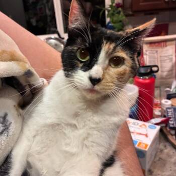 January -  Domestic Short Hair Cat for Adoption in Yucca Valley, California - January | PetCurious