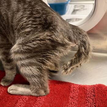 Mar Bella -  Domestic Short Hair Cat for Adoption in League City, Texas - Mar Bella | PetCurious