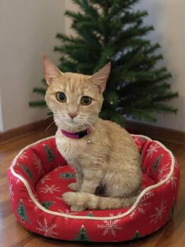 Rescue Domestic Short Hair Cats for Adoption in Greensboro, North Carolina - Holly | PetCurious