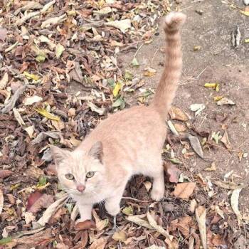 Tabby Cats Available for Adoption - Ginger | PetCurious