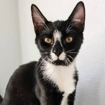 Rescue Domestic Short Hair Cats for Adoption in Williston, Florida - Annie | PetCurious