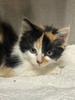 Wren -  Domestic Medium Hair Cat for Adoption in Healdsburg, California - Wren | PetCurious