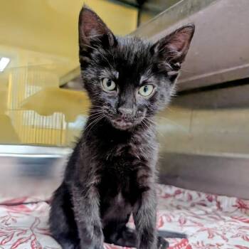 Chuckie -  Domestic Short Hair Cat Available for Adoption in Huntsville, Arkansas - Chuckie | PetCurious