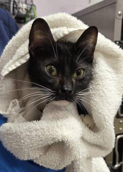 Iris -  Domestic Short Hair Cat for Adoption in Vancouver, Washington - Iris | PetCurious