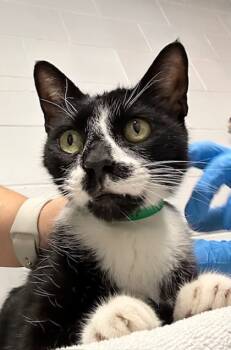 Rescue Domestic Short Hair Cats for Adoption in Sanford, Florida - Felix | PetCurious