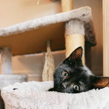 Domestic Short Hair Cats Available for Adoption - Mabel | PetCurious