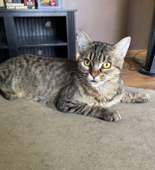 Rescue Domestic Short Hair Cats for Adoption in Columbia, Missouri - Griddle | PetCurious