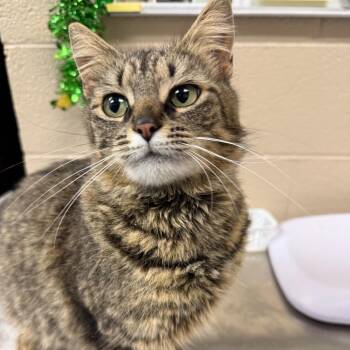 Domestic Medium Hair Cats Available for Adoption in Troy, Virginia - Shirley Temple | PetCurious
