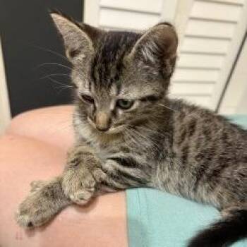 Oreo -  Domestic Short Hair Cat for Adoption in West Palm Beach, Florida - Oreo | PetCurious