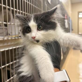Ripley -  Domestic Short Hair Cat for Adoption in Winston-salem, North Carolina - Ripley | PetCurious