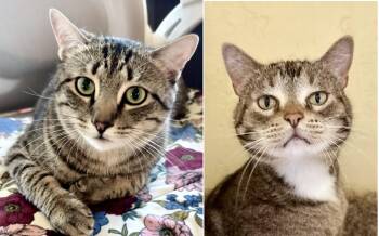 FREYA & BOSS -  Tabby Cat for Adoption in Prescott, Arizona - FREYA & BOSS | PetCurious