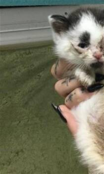 SWEET CRUMPET -  Domestic Short Hair Cat for Adoption in Riverside, California - SWEET CRUMPET | PetCurious